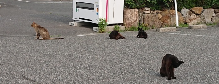 飼い主のいない猫画像