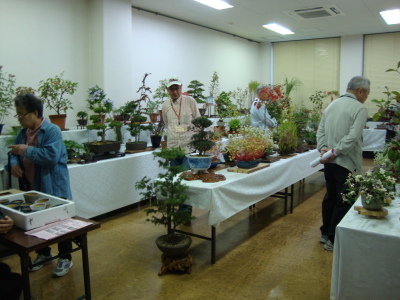 さつき盆栽・山野草展示会の画像