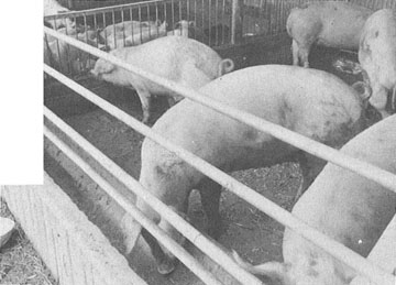 養豚飼育の画像