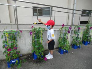 毎日水やり ７月７日水曜日 瀬戸内市公式ホームページ