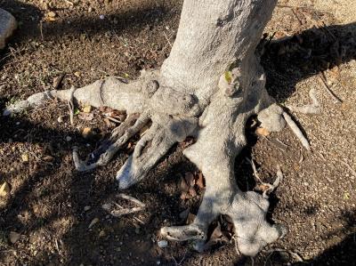 木の根