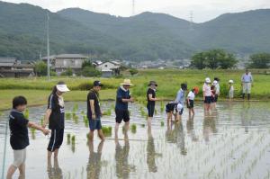 田植え1
