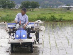田植え4