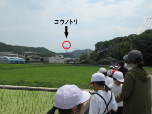 コウノトリ2