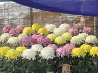 第38回備前長船菊花展の様子