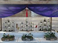 第38回備前長船菊花展の様子