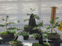 第38回備前長船菊花展の様子