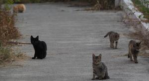 飼い主のいない猫