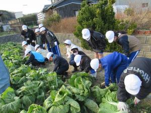白菜収穫1